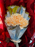 Coral Dahlia